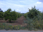 Orange groves