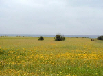 A field by the sea in winter